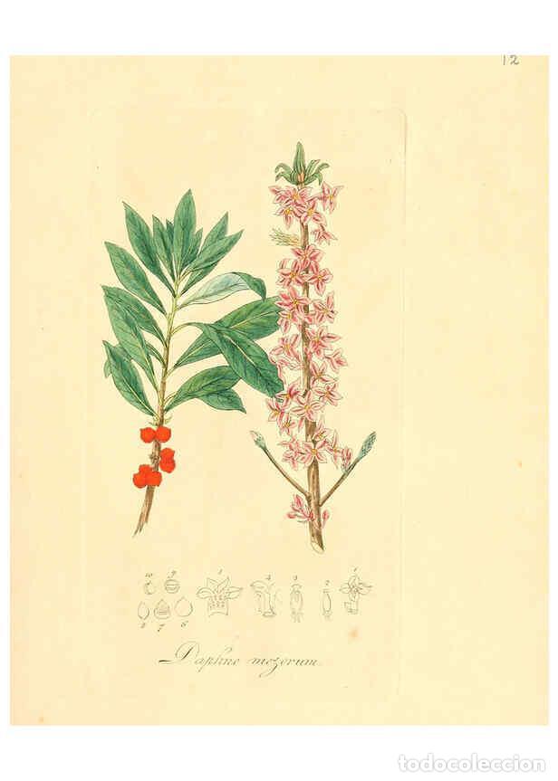 Sammeln von Zeitschriften und Zeitungen: Reproducci&oacute;n/Reproduction 6032528242: Flora medica, oder, Abbildung der wichtigsten officinellen Pfl