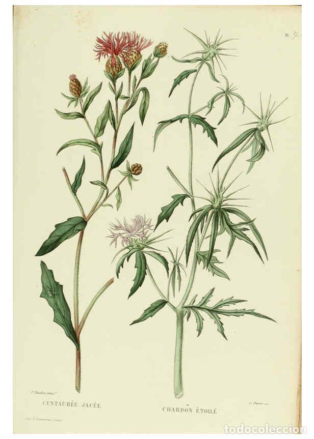 Sammeln von Zeitschriften und Zeitungen: Reproducci&oacute;n/Reproduction 6069418571: Nouvelle iconographie fourrag&egrave;re. Atlas. Paris :P. Asselin,187