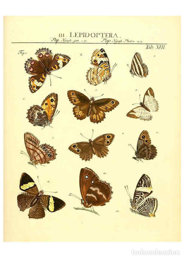 Sammeln von Zeitschriften und Zeitungen: Reproducci&oacute;n/Reproduction 6031831723: Dr. Sulzers Abgek&uuml;rtze Geschichte der Insecten Winterthur :Bey