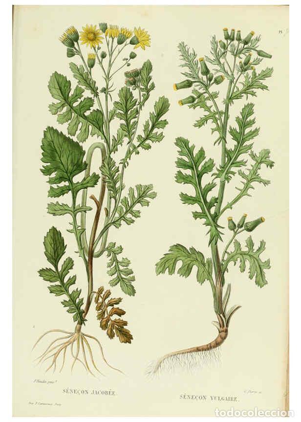 Sammeln von Zeitschriften und Zeitungen: Reproducci&oacute;n/Reproduction 6069420685: Nouvelle iconographie fourrag&egrave;re. Atlas. Paris :P. Asselin,187