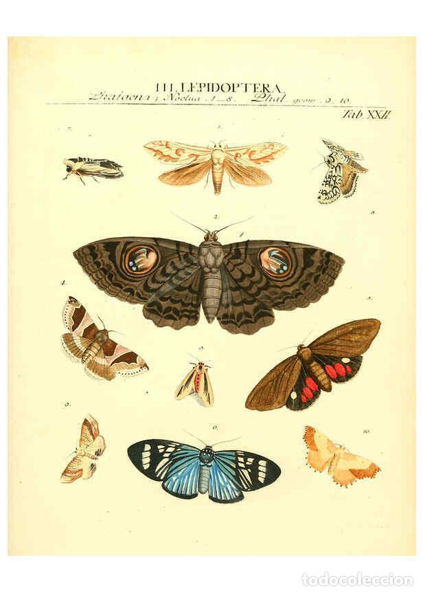 Sammeln von Zeitschriften und Zeitungen: Reproducci&oacute;n/Reproduction 6031832947: Dr. Sulzers Abgek&uuml;rtze Geschichte der Insecten Winterthur :Bey