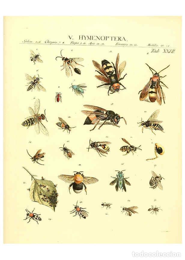 Collezionismo di Riviste e Giornali: Reproducci&oacute;n/Reproduction 6032393542: Dr. Sulzers Abgek&uuml;rtze Geschichte der Insecten Winterthur :Bey