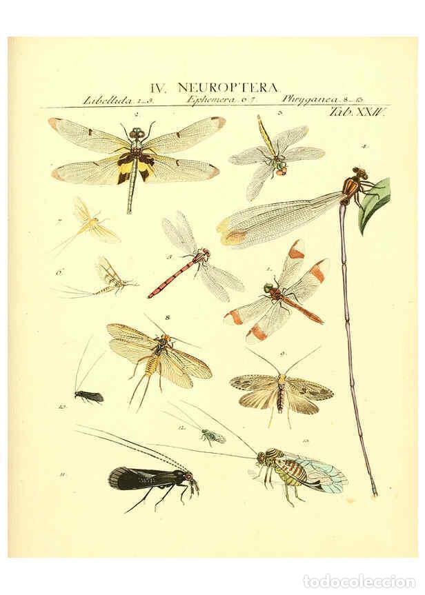 Collezionismo di Riviste e Giornali: Reproducci&oacute;n/Reproduction 6032392922: Dr. Sulzers Abgek&uuml;rtze Geschichte der Insecten Winterthur :Bey