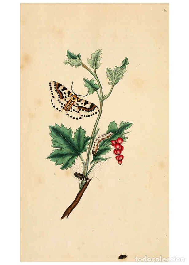 Collezionismo di Riviste e Giornali: Reproducci&oacute;n/Reproduction 6070529964: The natural history of British insects. v.1. London :Printed f