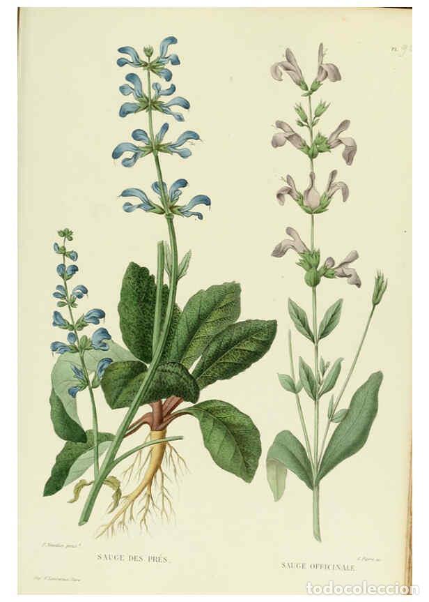 Collezionismo di Riviste e Giornali: Reproducci&oacute;n/Reproduction 6069973514: Nouvelle iconographie fourrag&egrave;re. Atlas. Paris :P. Asselin,187