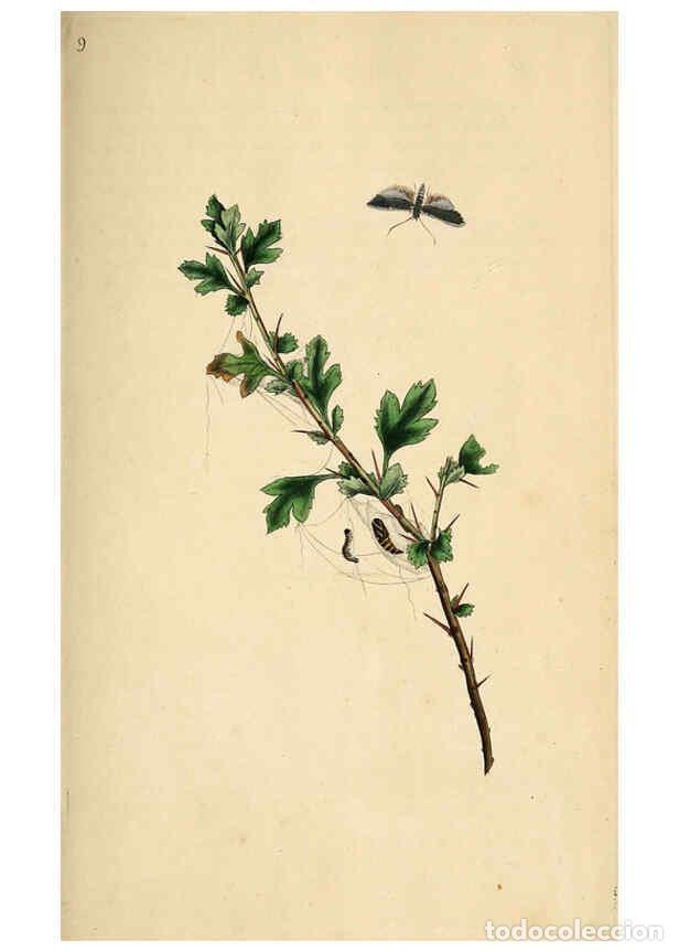 Collezionismo di Riviste e Giornali: Reproducci&oacute;n/Reproduction 6070532310: The natural history of British insects. v.1. London :Printed f