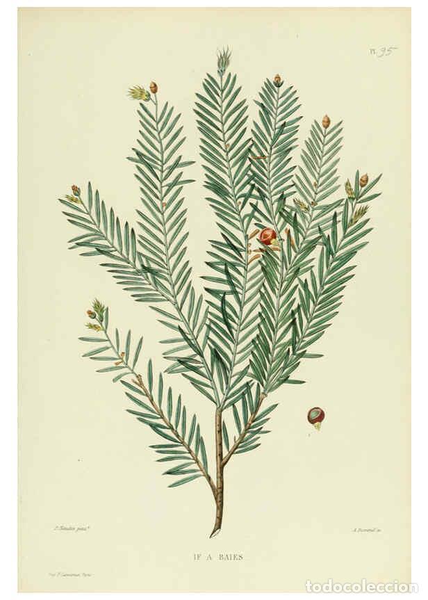 Collezionismo di Riviste e Giornali: Reproducci&oacute;n/Reproduction 6069975382: Nouvelle iconographie fourrag&egrave;re. Atlas. Paris :P. Asselin,187