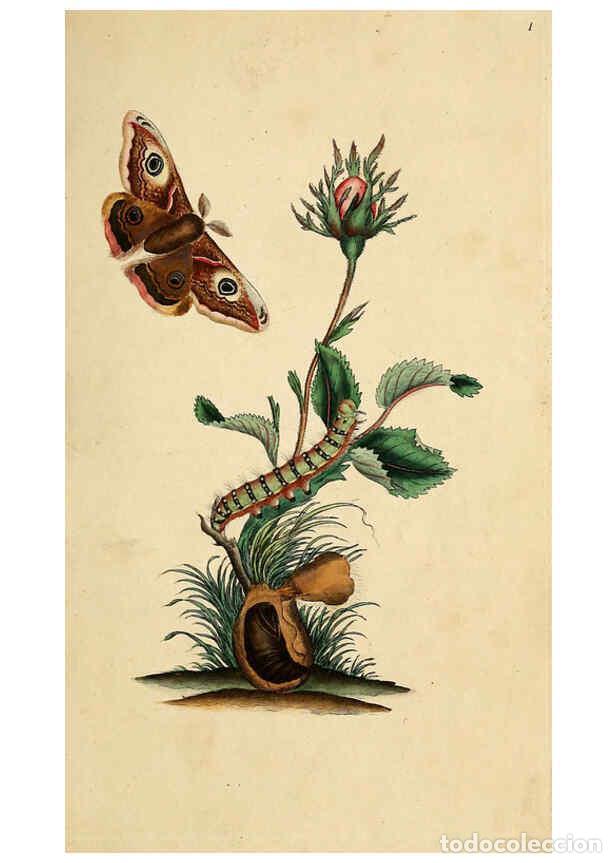 Collezionismo di Riviste e Giornali: Reproducci&oacute;n/Reproduction 6069981641: The natural history of British insects. v.1. London :Printed f