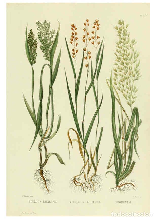 Collezionismo di Riviste e Giornali: Reproducci&oacute;n/Reproduction 6069982120: Nouvelle iconographie fourrag&egrave;re. Atlas. Paris :P. Asselin,187