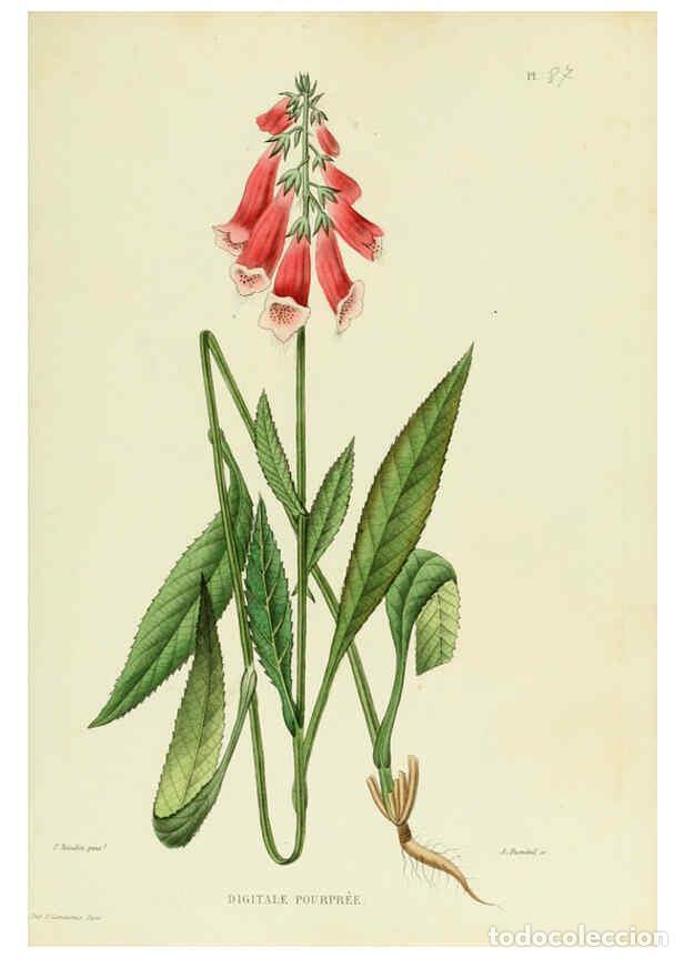 Collezionismo di Riviste e Giornali: Reproducci&oacute;n/Reproduction 6069425609: Nouvelle iconographie fourrag&egrave;re. Atlas. Paris :P. Asselin,187