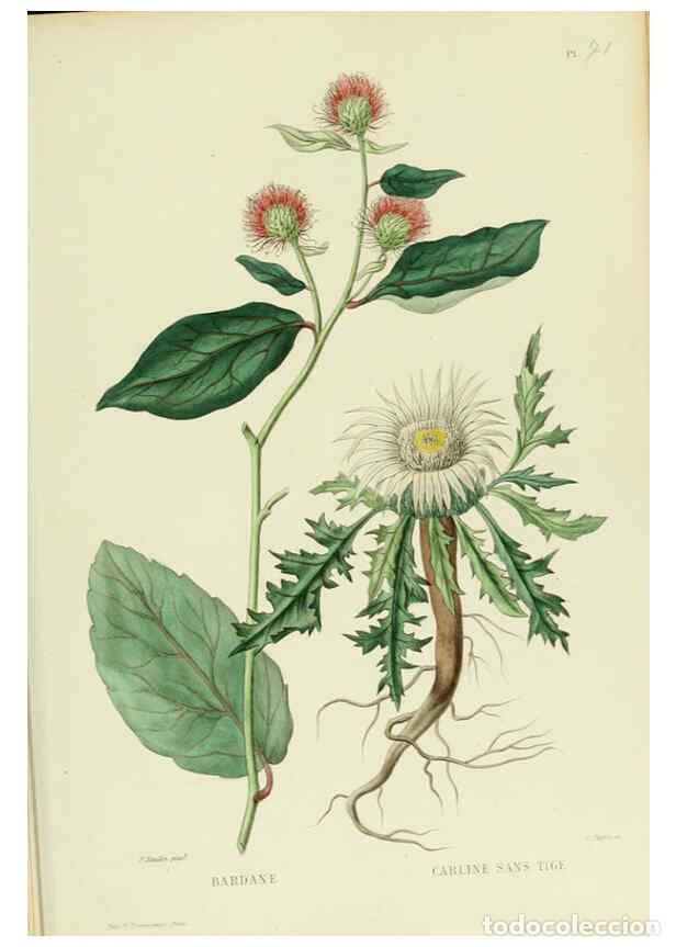 Collezionismo di Riviste e Giornali: Reproducci&oacute;n/Reproduction 6069965508: Nouvelle iconographie fourrag&egrave;re. Atlas. Paris :P. Asselin,187