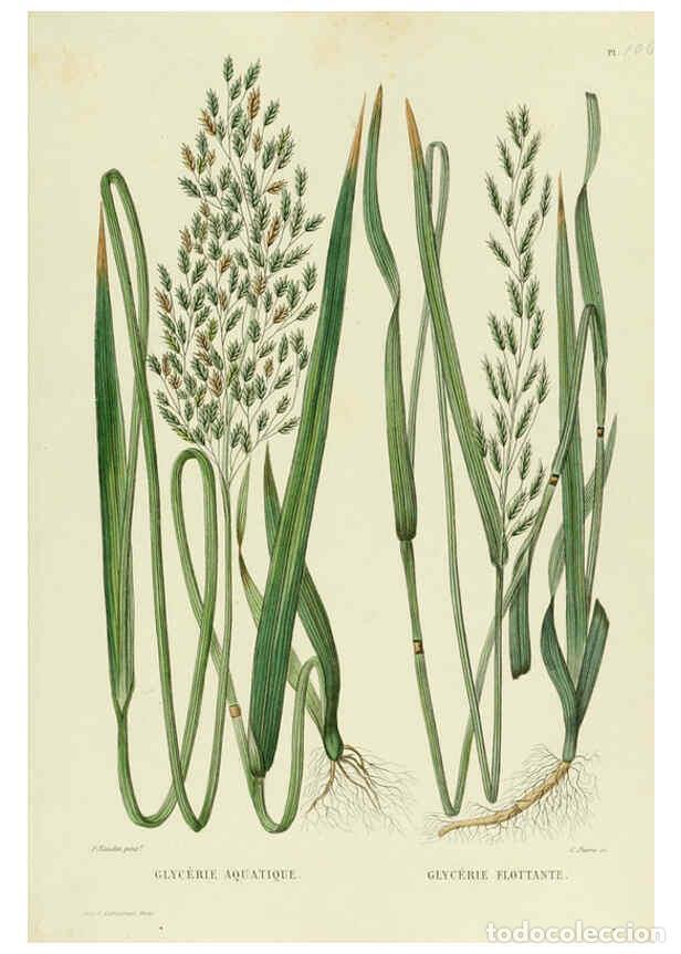 Collezionismo di Riviste e Giornali: Reproducci&oacute;n/Reproduction 6069433659: Nouvelle iconographie fourrag&egrave;re. Atlas. Paris :P. Asselin,187