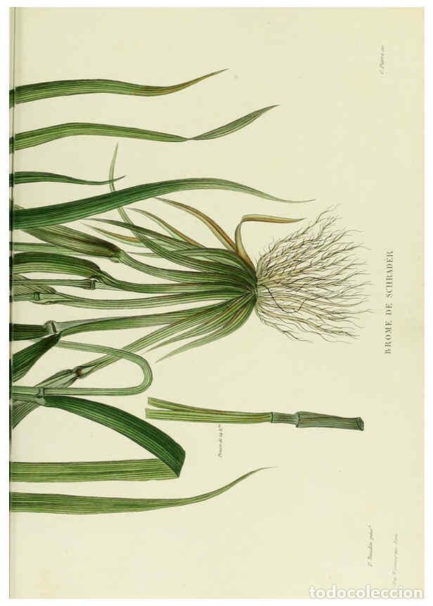 Collezionismo di Riviste e Giornali: Reproducci&oacute;n/Reproduction 6069432957: Nouvelle iconographie fourrag&egrave;re. Atlas. Paris :P. Asselin,187