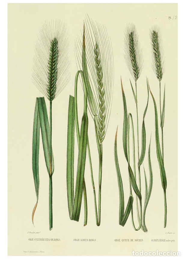 Collezionismo di Riviste e Giornali: Reproducci&oacute;n/Reproduction 6069462613: Nouvelle iconographie fourrag&egrave;re. Atlas. Paris :P. Asselin,187