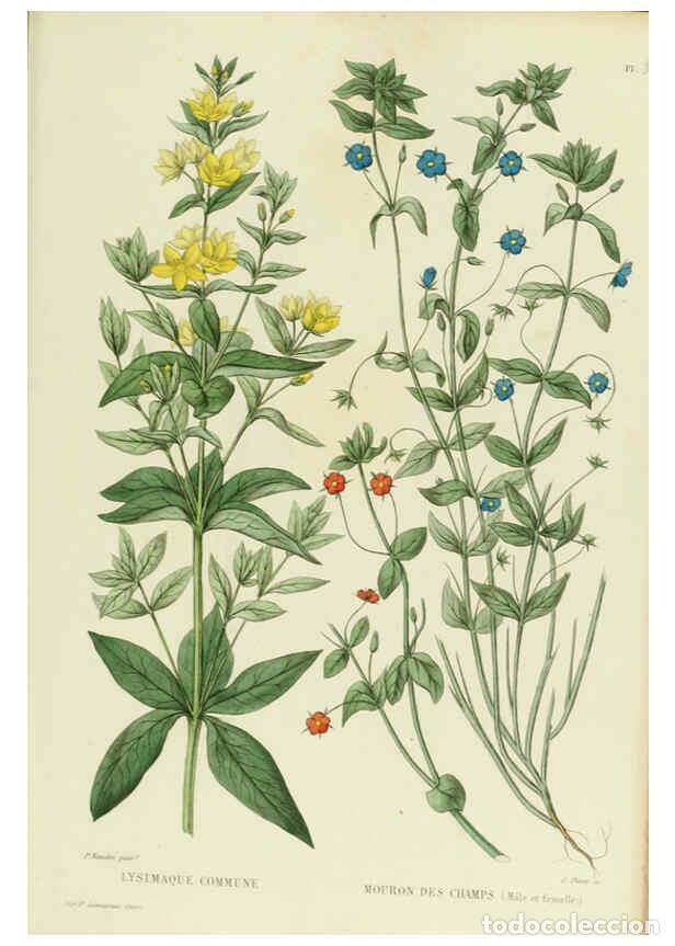 Collezionismo di Riviste e Giornali: Reproducci&oacute;n/Reproduction 6069969762: Nouvelle iconographie fourrag&egrave;re. Atlas. Paris :P. Asselin,187