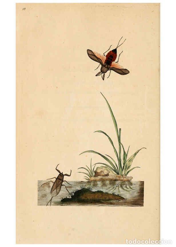 Collezionismo di Riviste e Giornali: Reproducci&oacute;n/Reproduction 6070535930: The natural history of British insects. v.1. London :Printed f