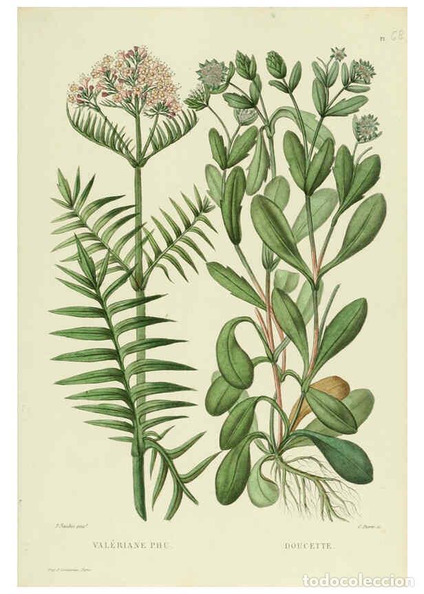 Collezionismo di Riviste e Giornali: Reproducci&oacute;n/Reproduction 6069964088: Nouvelle iconographie fourrag&egrave;re. Atlas. Paris :P. Asselin,187