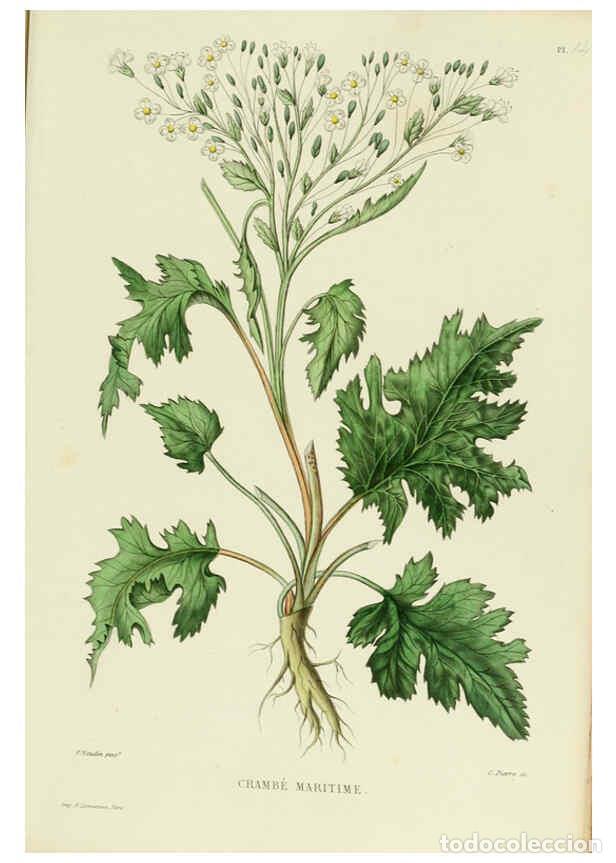 Collezionismo di Riviste e Giornali: Reproducci&oacute;n/Reproduction 6069940014: Nouvelle iconographie fourrag&egrave;re. Atlas. Paris :P. Asselin,187