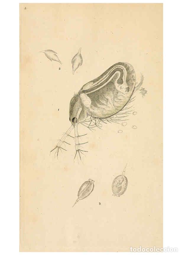 Collezionismo di Riviste e Giornali: Reproducci&oacute;n/Reproduction 6069983571: The natural history of British insects. v.1. London :Printed f