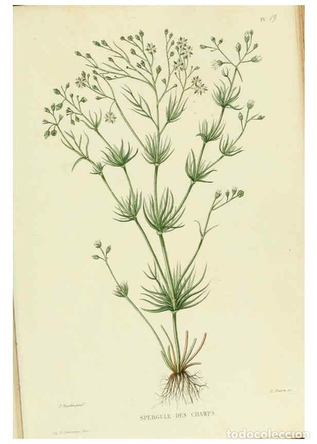 Collezionismo di Riviste e Giornali: Reproducci&oacute;n/Reproduction 6069942086: Nouvelle iconographie fourrag&egrave;re. Atlas. Paris :P. Asselin,187