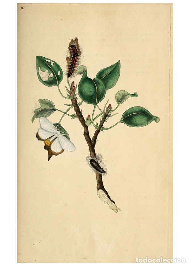 Collezionismo di Riviste e Giornali: Reproducci&oacute;n/Reproduction 6069986149: The natural history of British insects. v.1. London :Printed f