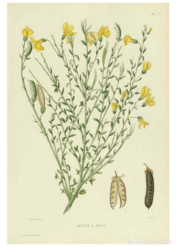 Collezionismo di Riviste e Giornali: Reproducci&oacute;n/Reproduction 6069397895: Nouvelle iconographie fourrag&egrave;re. Atlas. Paris :P. Asselin,187