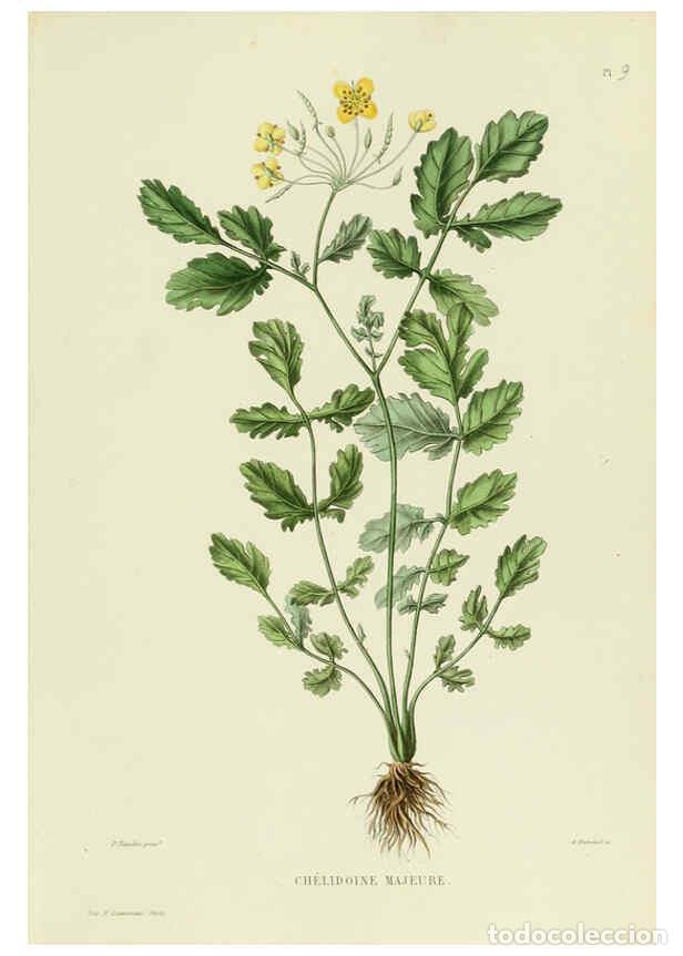 Collezionismo di Riviste e Giornali: Reproducci&oacute;n/Reproduction 6069938260: Nouvelle iconographie fourrag&egrave;re. Atlas. Paris :P. Asselin,187