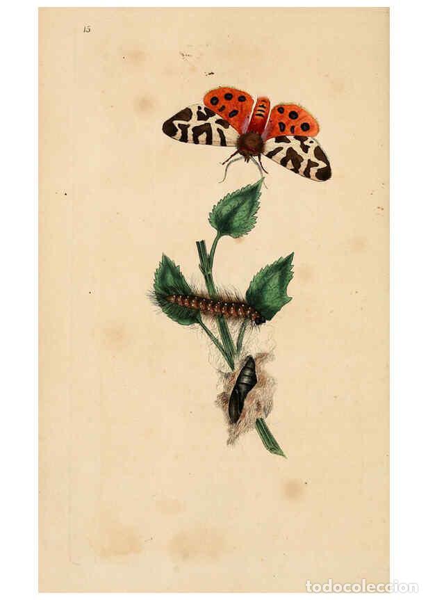 Collezionismo di Riviste e Giornali: Reproducci&oacute;n/Reproduction 6069988309: The natural history of British insects. v.1. London :Printed f