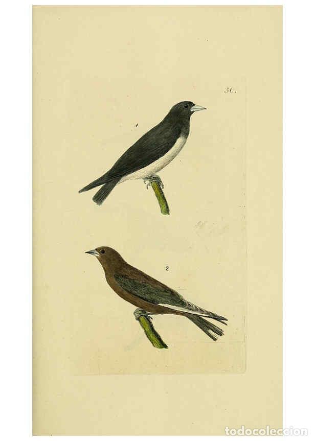 Collezionismo di Riviste e Giornali: Reproducci&oacute;n/Reproduction 6069777078: Kupfertafeln zur Naturgeschichte der V&ouml;gel Frankfurt am Main :