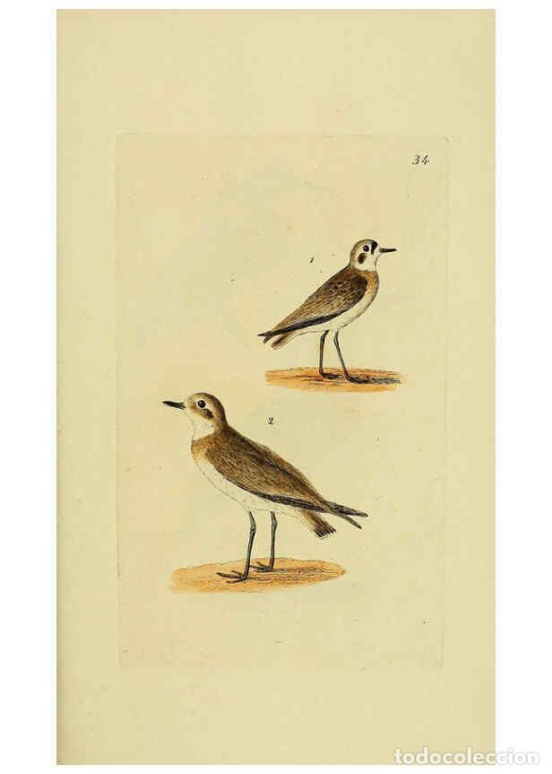 Collezionismo di Riviste e Giornali: Reproducci&oacute;n/Reproduction 6069780106: Kupfertafeln zur Naturgeschichte der V&ouml;gel Frankfurt am Main :