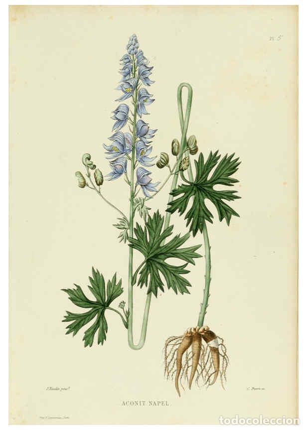 Collectionnisme de Revues et Journaux: Reproducci&oacute;n/Reproduction 6069390201: Nouvelle iconographie fourrag&egrave;re. Atlas. Paris :P. Asselin,187