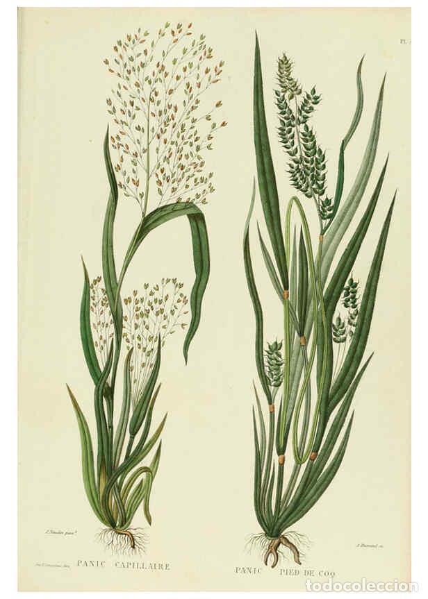 Collectionnisme de Revues et Journaux: Reproducci&oacute;n/Reproduction 6069438159: Nouvelle iconographie fourrag&egrave;re. Atlas. Paris :P. Asselin,187