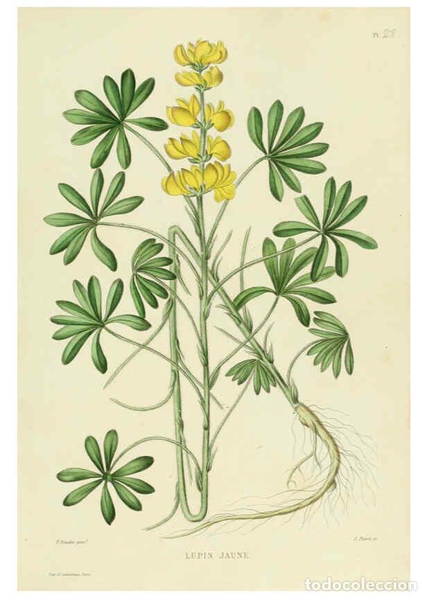 Collectionnisme de Revues et Journaux: Reproducci&oacute;n/Reproduction 6069945666: Nouvelle iconographie fourrag&egrave;re. Atlas. Paris :P. Asselin,187