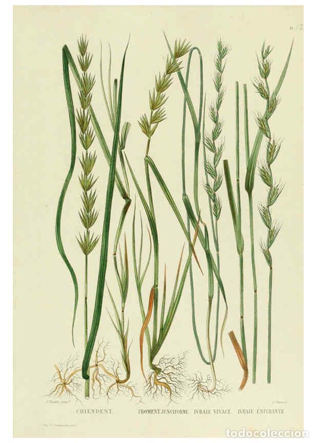 Collectionnisme de Revues et Journaux: Reproducci&oacute;n/Reproduction 6069463049: Nouvelle iconographie fourrag&egrave;re. Atlas. Paris :P. Asselin,187