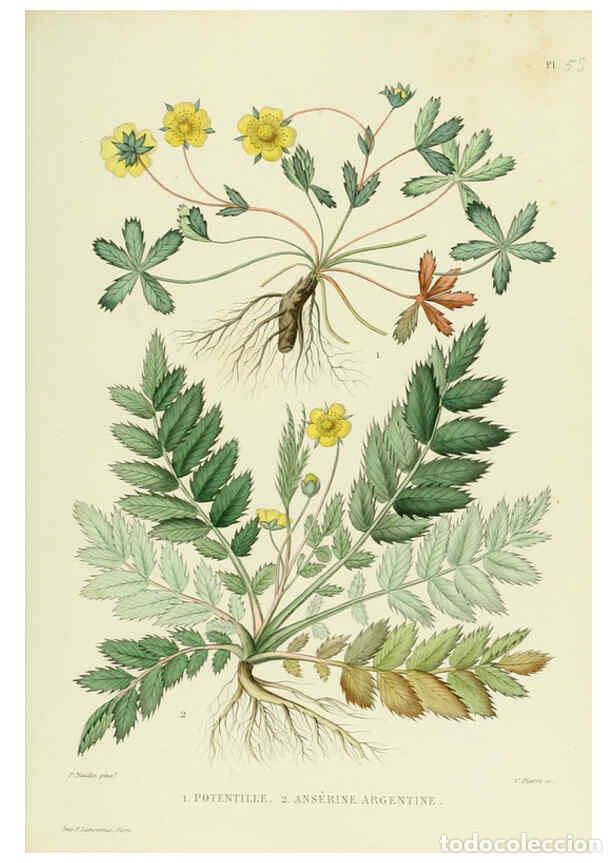 Collectionnisme de Revues et Journaux: Reproducci&oacute;n/Reproduction 6069410881: Nouvelle iconographie fourrag&egrave;re. Atlas. Paris :P. Asselin,187