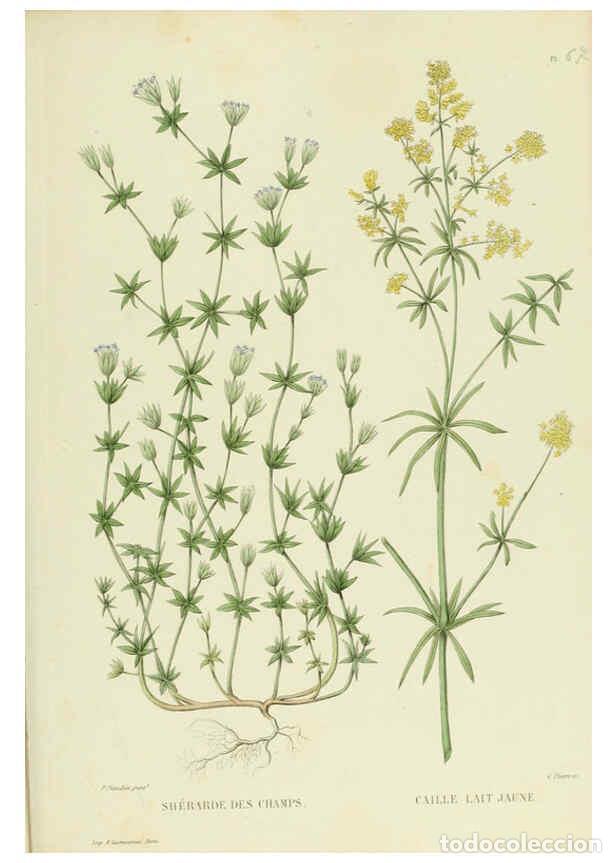 Collectionnisme de Revues et Journaux: Reproducci&oacute;n/Reproduction 6069417095: Nouvelle iconographie fourrag&egrave;re. Atlas. Paris :P. Asselin,187