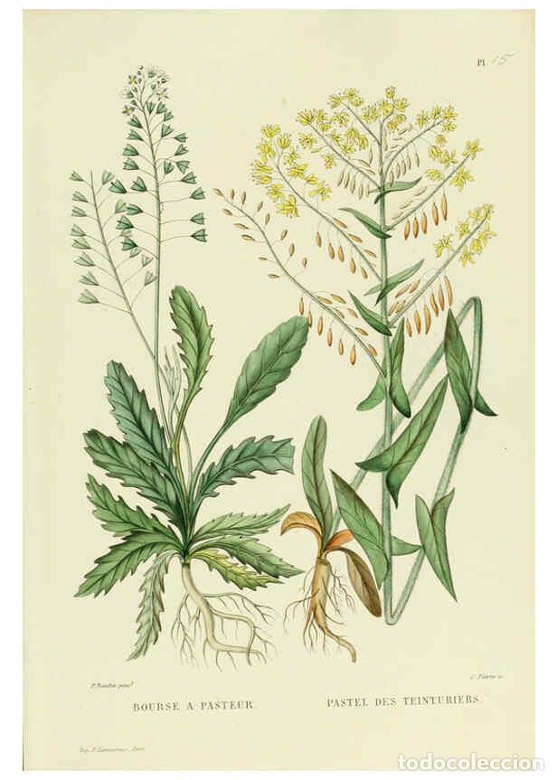 Collectionnisme de Revues et Journaux: Reproducci&oacute;n/Reproduction 6069940290: Nouvelle iconographie fourrag&egrave;re. Atlas. Paris :P. Asselin,187