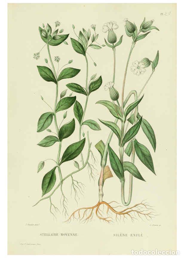 Collezionismo di Riviste e Giornali: Reproducci&oacute;n/Reproduction 6069395957: Nouvelle iconographie fourrag&egrave;re. Atlas. Paris :P. Asselin,187