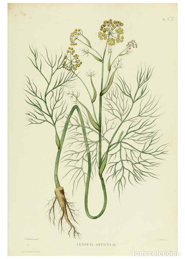 Collezionismo di Riviste e Giornali: Reproducci&oacute;n/Reproduction 6069415537: Nouvelle iconographie fourrag&egrave;re. Atlas. Paris :P. Asselin,187