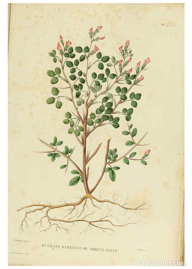 Collezionismo di Riviste e Giornali: Reproducci&oacute;n/Reproduction 6069944700: Nouvelle iconographie fourrag&egrave;re. Atlas. Paris :P. Asselin,187