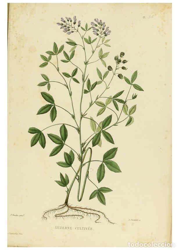 Collezionismo di Riviste e Giornali: Reproducci&oacute;n/Reproduction 6069949058: Nouvelle iconographie fourrag&egrave;re. Atlas. Paris :P. Asselin,187