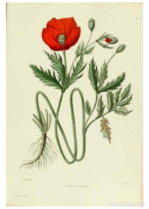 Collezionismo di Riviste e Giornali: Reproducci&oacute;n/Reproduction 6069937992: Nouvelle iconographie fourrag&egrave;re. Atlas. Paris :P. Asselin,187