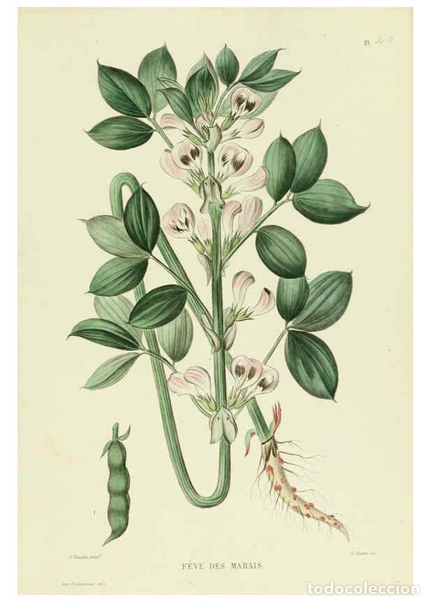 Collezionismo di Riviste e Giornali: Reproducci&oacute;n/Reproduction 6069951142: Nouvelle iconographie fourrag&egrave;re. Atlas. Paris :P. Asselin,187