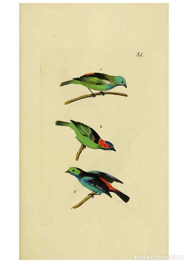 Collezionismo di Riviste e Giornali: Reproducci&oacute;n/Reproduction 6069777750: Kupfertafeln zur Naturgeschichte der V&ouml;gel Frankfurt am Main :