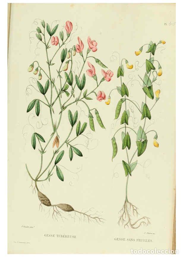 Collezionismo di Riviste e Giornali: Reproducci&oacute;n/Reproduction 6069953254: Nouvelle iconographie fourrag&egrave;re. Atlas. Paris :P. Asselin,187