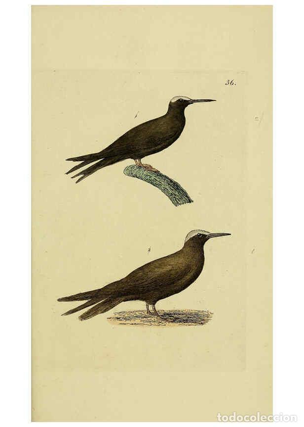 Collezionismo di Riviste e Giornali: Reproducci&oacute;n/Reproduction 6069234491: Kupfertafeln zur Naturgeschichte der V&ouml;gel Frankfurt am Main :