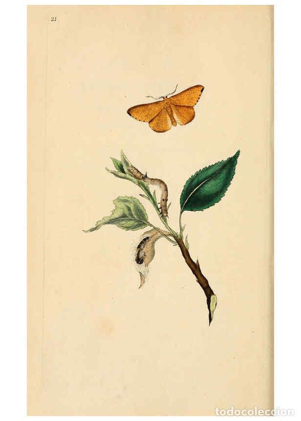 Collezionismo di Riviste e Giornali: Reproducci&oacute;n/Reproduction 6069990917: The natural history of British insects. v.1. London :Printed f