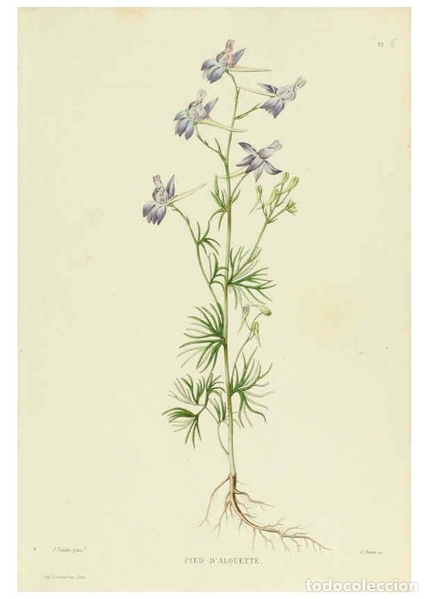 Collezionismo di Riviste e Giornali: Reproducci&oacute;n/Reproduction 6069390665: Nouvelle iconographie fourrag&egrave;re. Atlas. Paris :P. Asselin,187