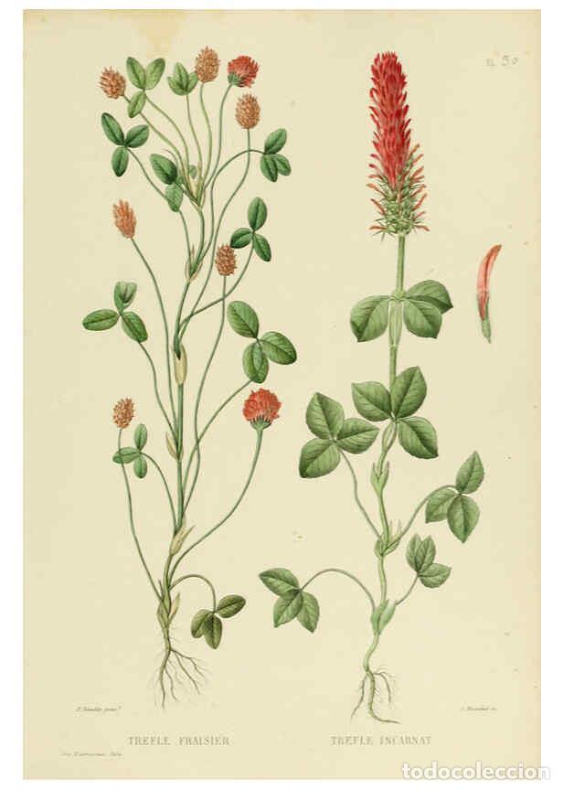 Collezionismo di Riviste e Giornali: Reproducci&oacute;n/Reproduction 6069946508: Nouvelle iconographie fourrag&egrave;re. Atlas. Paris :P. Asselin,187