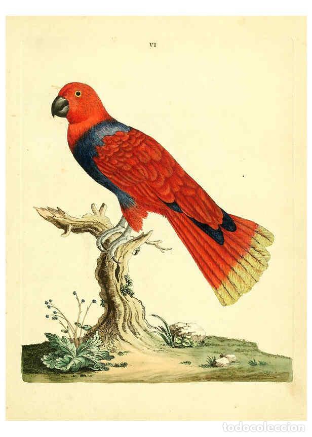 Collezionismo di Riviste e Giornali: Reproducci&oacute;n/Reproduction 6073279952: Nouvelles illustrations de zoologie A Londres :Imprim&eacute; pour B.